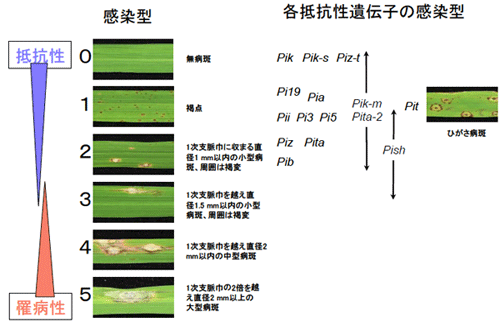 図１．レース判定のための感染型評価基準