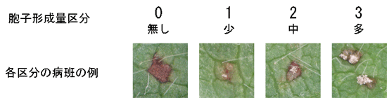 図1．ダイズさび病斑における胞子形成量の評価指標