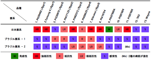 表2．13品種の日本菌系およびブラジル菌系に対する抵抗性検定