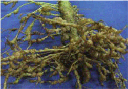図1. サツマイモネコブセンチュウが侵入したトウガラシの根系．