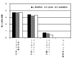 図2．トウガラシ栽培におけるクロタラリアのサツマイモネコブセンチュウ発生抑制効果.