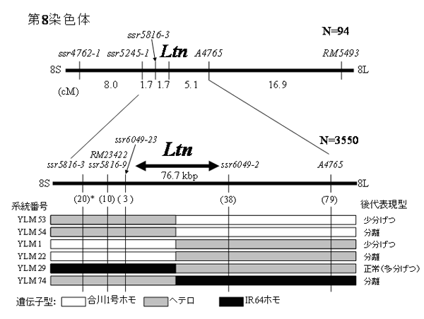 図１．イネ第8染色体長腕上の低分げつ性遺伝子Ltnの高精度連鎖地図．