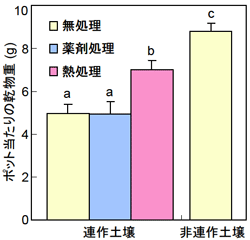 図3．移植47日後（幼穂形成期）における地上部乾物重．