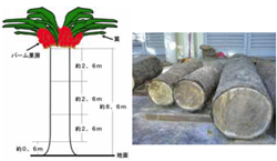 図1．オイルパーム古木の伐採と貯蔵（熟成）試験．