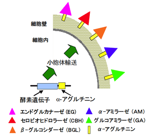 図1．セルラーゼ、アミラーゼ及び、βグルコシダーゼを 細胞表層提示したアーミング酵母