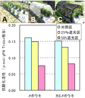 図3．遮光処理による抗酸化活性低下．