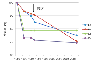 図1．早生樹林に樹下植栽したHopea の生存率の 推移（早生樹の植栽間隔2m×8m、間伐あり）．