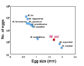 図1．テナガエビ類の卵サイズと抱卵数．