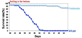 図4．着底後、飼育水を淡水に切り替えた場合と3.5ppt人工海水で飼育しつづけた場合の幼生(ポストラーバ)の生存率推移．