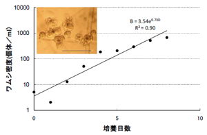 図1．大量培養された淡水産ワムシ Brachionus sp.（写真、scale bar: 0.5 mm）とその増殖パターン（Morioka et al. 2009aを改変）．