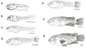 図2．孵化後0日(a)，2日(b)，5日(c)，7日(d)，11日(e)，16日(f)および35日(g)のキノボリウオ仔稚魚（Morioka et al. 2009bを改変）（scale bar: 1mm）．