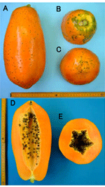 図1 「石垣ワンダラス」の果実（2007年4月収穫）