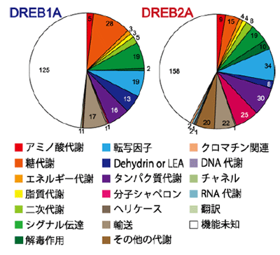 図2 DREB1AとDREB2Aが制御する下流遺伝子の分類