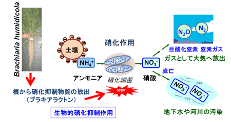 図1 硝化作用と生物的硝化抑制作用