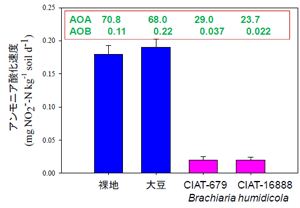 図3 土壌の硝化速度