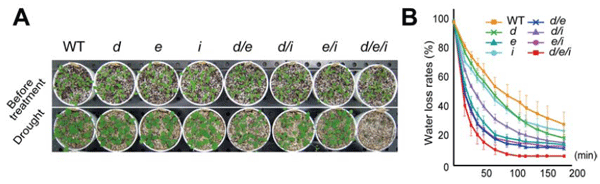 図1 srk2d srk2e srk2i三重変異体(d/e/i) 変異体が示した乾燥感受性
