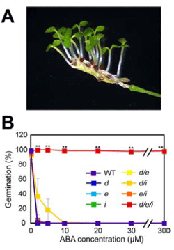 図2 d/e/i 変異体が示した種子休眠性の低下と 極めて強いABA非感受性