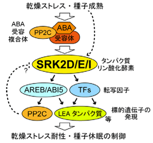 図3 乾燥ストレス、種子成熟におけるSRK2D/E/Iの役割のモデル
