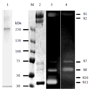 図2 精製したP. curdlanolyticus B-6のザイラノソーム