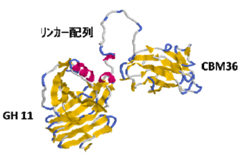 図3 P. curdlanolyticus B-6のザイラノソームの主要酵素サブユニットXyn11A（S11）のタンパク質構造モデル