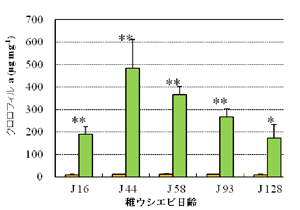 図1 各日齢における稚ウシエビ排泄物中に含まれるクロロフィルa量