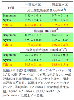 表2 冠水条件が地上部の乾物生産量と葉面積 に及ぼす影響