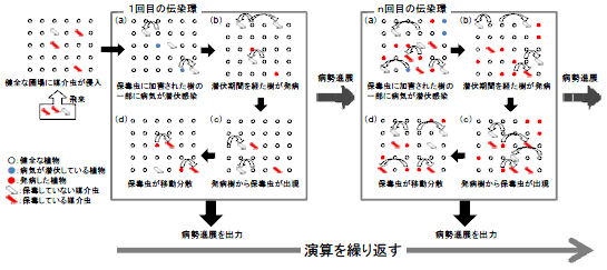 図１ 個体ベースモデルによるグリーニング病の病勢進展シミュレーションの概要