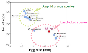 Fig.1. Clutch size and egg diameter in Machrobrachium species.