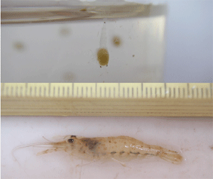 Fig.2. (Above) Free swimming larva just after the hatching of the land-locked prawn Machrobrachium yui