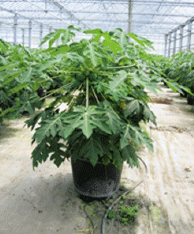 Fig. 2. Fruiting of “Ishigaki Sango” potted tree.