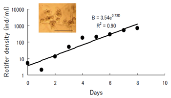 Fig. 1. Mass-cultured rotifer