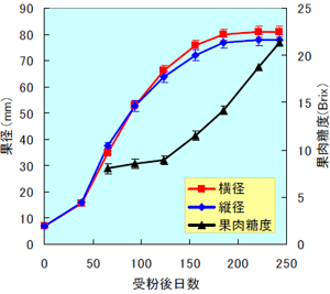 図図１．シロサポテ「クシオ」の果実肥大 と果肉糖度の推移（2003）
