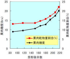 図２．シロサポテ「クシオ」の果肉乾物重量割合と 果肉糖度の推移（2004）