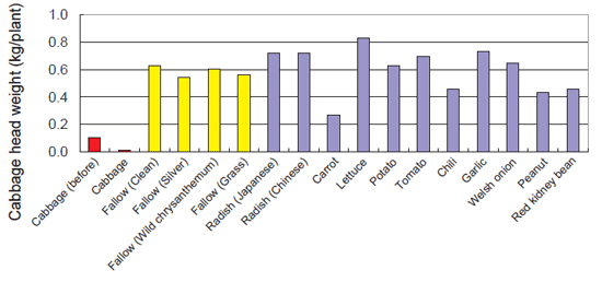 Fig. 1. Effect of crop cultivation on recovery from clubroot damage.