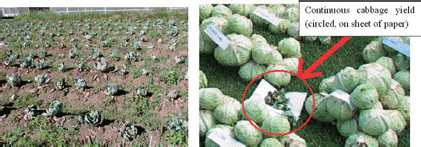 Fig. 2. Conditions in a severely infested field and recovery following cultivation