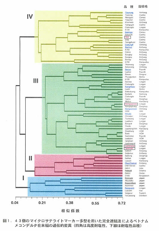 図1 43個のマイクロサテライトマーカー多型を用いた完全連結法によるベトナムメコンデルタ在来稲の遺伝的変異