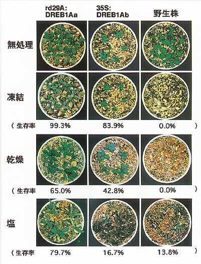 図2 乾燥・凍結・塩耐性植物の作出