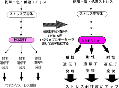 図1 環境ストレス耐性増大のメカニズム