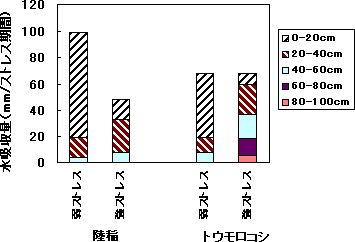 図2 水ストレス下での土壌層位からの水吸収量における陸稲とトウモロコシの比較