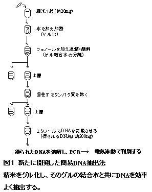 図1 新たに開発した簡易DNA抽出法