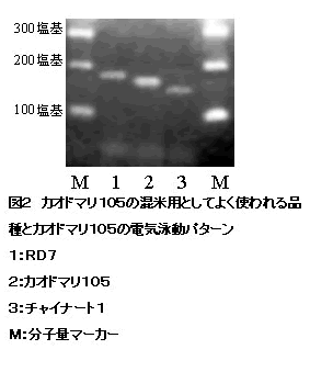 図2 カオドマリ105の混米用としてよく使われる品種とカオドマリ105の電気泳動パターン