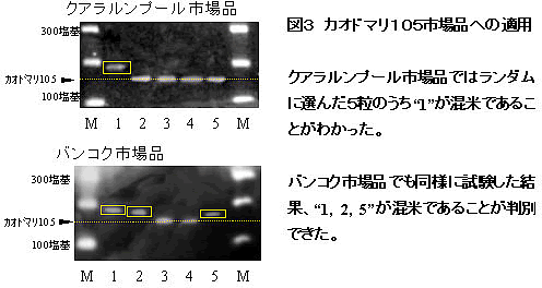 図3 カオドマリ105市場品への適用