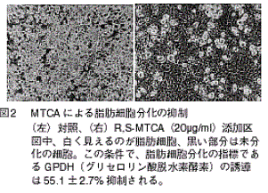 図2 MTCAによる脂肪細胞分化の抑制