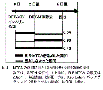 図4 MTCAの添加時期と脂肪細胞分化抑制効果の関係