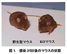 図1 感染35日後のマウスの状態