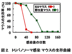 図2 トリパソノーマ感染マウスの生存曲線