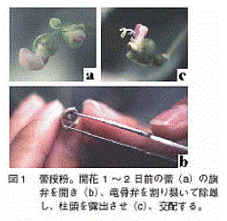 図1 雄性不捻細胞質利用による交配