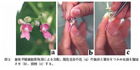 図2 雄性不捻細胞質利用による交配