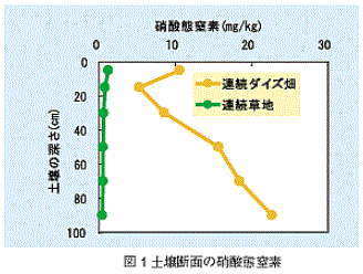 図1 土壌断面の硝酸体窒素