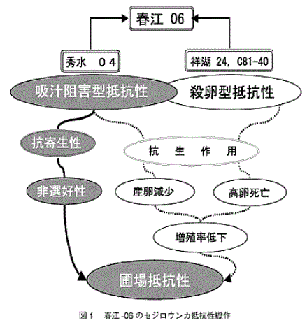 図1 春江-06のセジロウンカ抵抗性機作